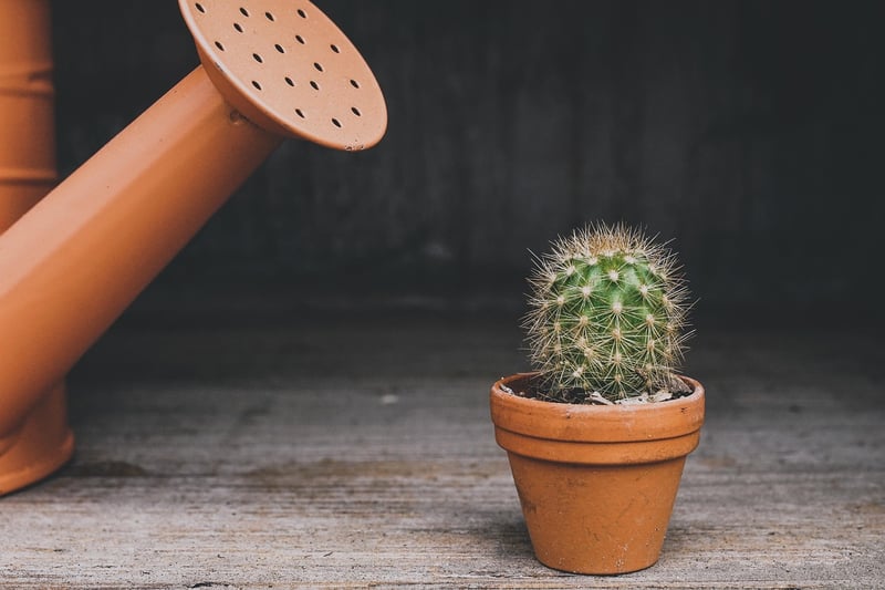 Mini Potted Plants
