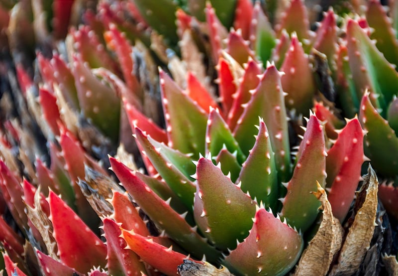 Miniature Succulent Plants